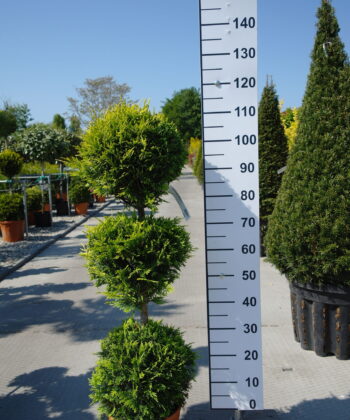Cupressocyparis Leylandii cwg 3 bollen