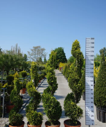 Cupressocyparis Leylandii cwg spiraal