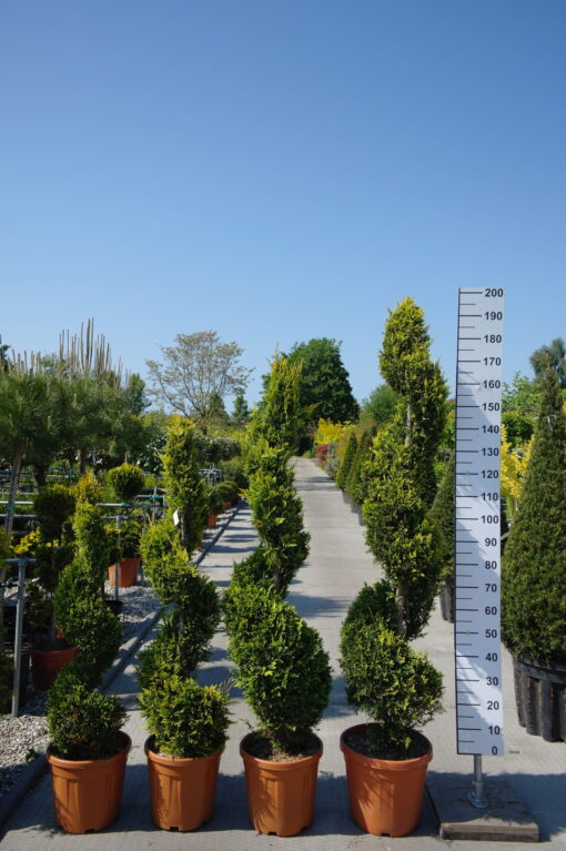 Cupressocyparis Leylandii cwg spiraal
