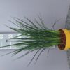 Dianella 'Coolvista'
