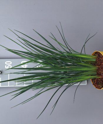 Dianella 'Coolvista'
