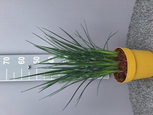 Dianella 'Coolvista'
