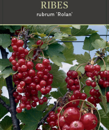 Ribes rubrum 'Rolan' - rode bes