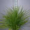 Palmboom Dracena Indivisa