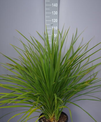 Palmboom Dracena Indivisa