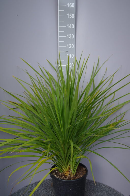 Palmboom Dracena Indivisa