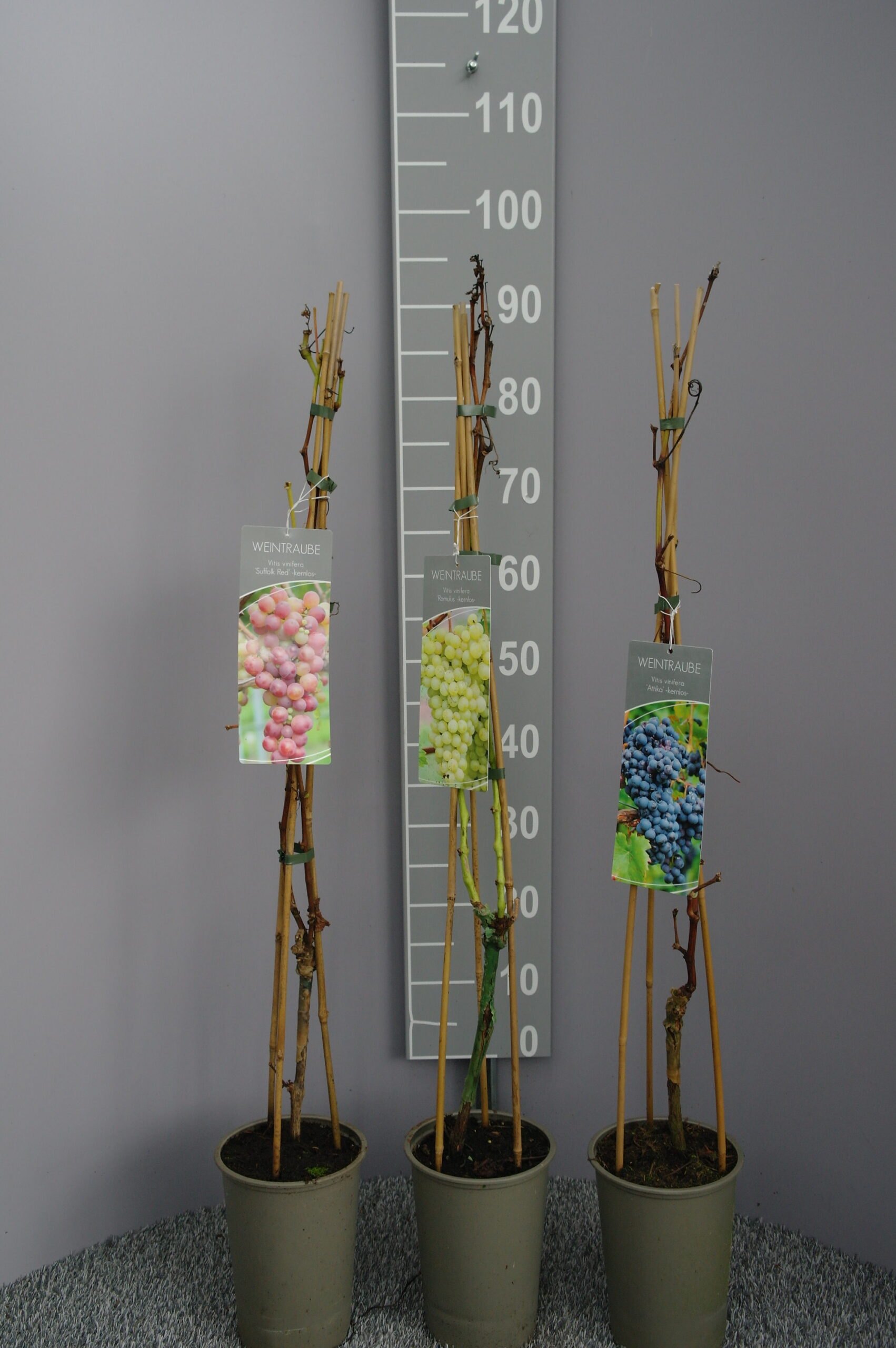 Muskaatdruif (Vitis vinifera 'Puszta') - Afbeelding 2