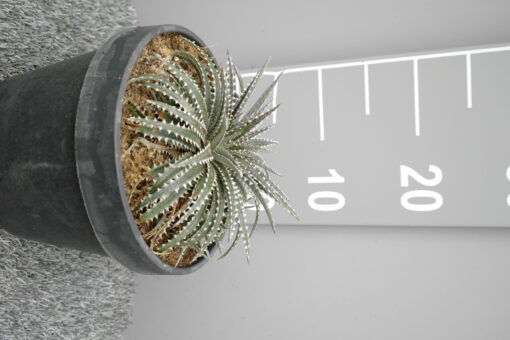Dyckia 'Brittle Star' - Afbeelding 2