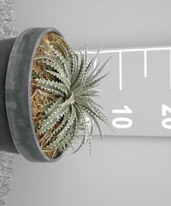 Dyckia 'Brittle Star'