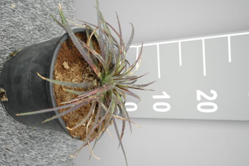 Dyckia 'Burgundy Ice' - Afbeelding 2