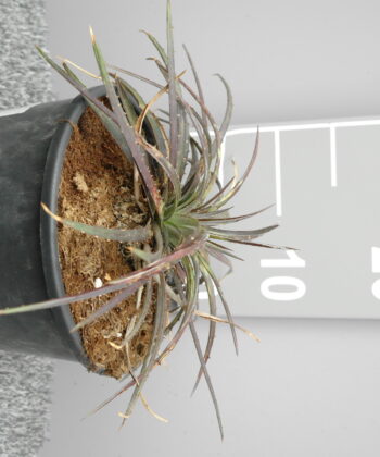 Dyckia 'Burgundy Ice'