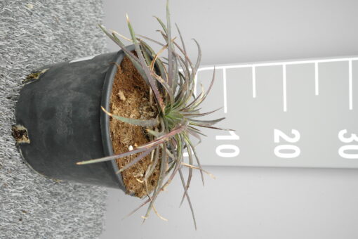 Dyckia 'Burgundy Ice'