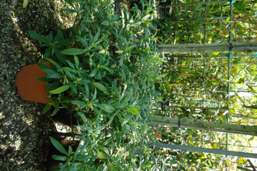 Edgeworthia Chrysantha - Afbeelding 4