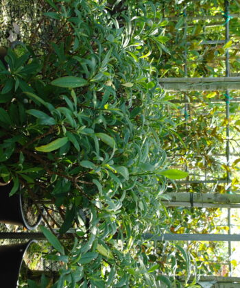 Edgeworthia Chrysantha