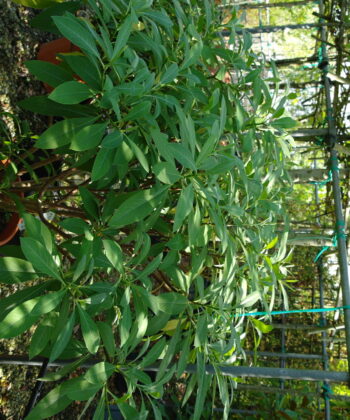 Edgeworthia chrysanta 'Grandiflora'