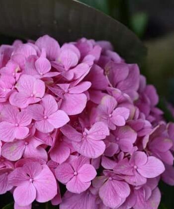 Eikenbladhortensia