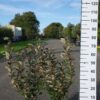 Elaeagnus Ebbingei compacta 60-80 bossig