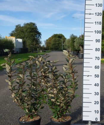 Elaeagnus Ebbingei compacta 60-80 bossig