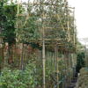 Elaeagnus Ebbingei compacta leivorm
