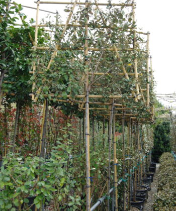 Elaeagnus Ebbingei compacta leivorm