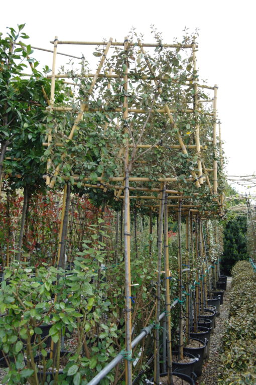 Elaeagnus Ebbingei compacta leivorm