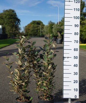 Elaeagnus Ebbingei