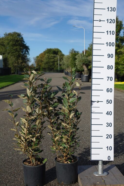 Elaeagnus Ebbingei 'compacta'