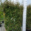Elaeagnus Ebbingei compacta leiboom