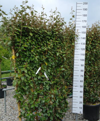 Elaeagnus Ebbingei compacta leiboom