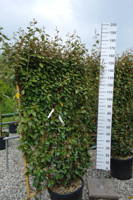 Elaeagnus Ebbingei compacta leiboom