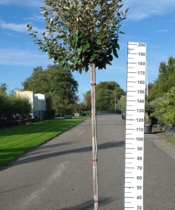 Elaeagnus Ebbingei compacta op stam 180 cm