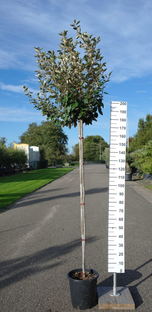 Elaeagnus Ebbingei compacta op stam 180 cm