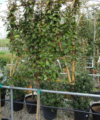 Elaeagnus Ebbingei leirek op stam