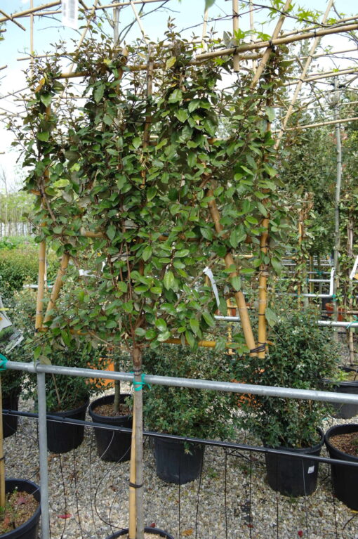 Elaeagnus Ebbingei leirek op stam
