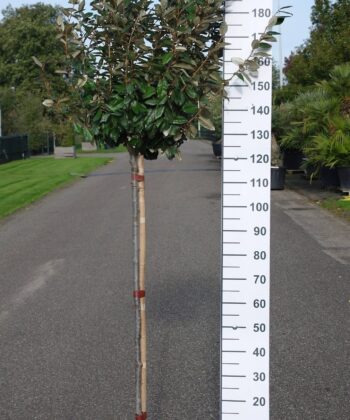 Elaeagnus Ebbingei compacta op stam 120 cm