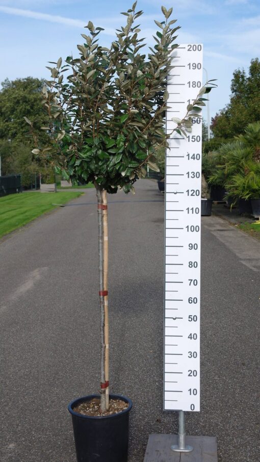 Elaeagnus Ebbingei compacta op stam 120 cm