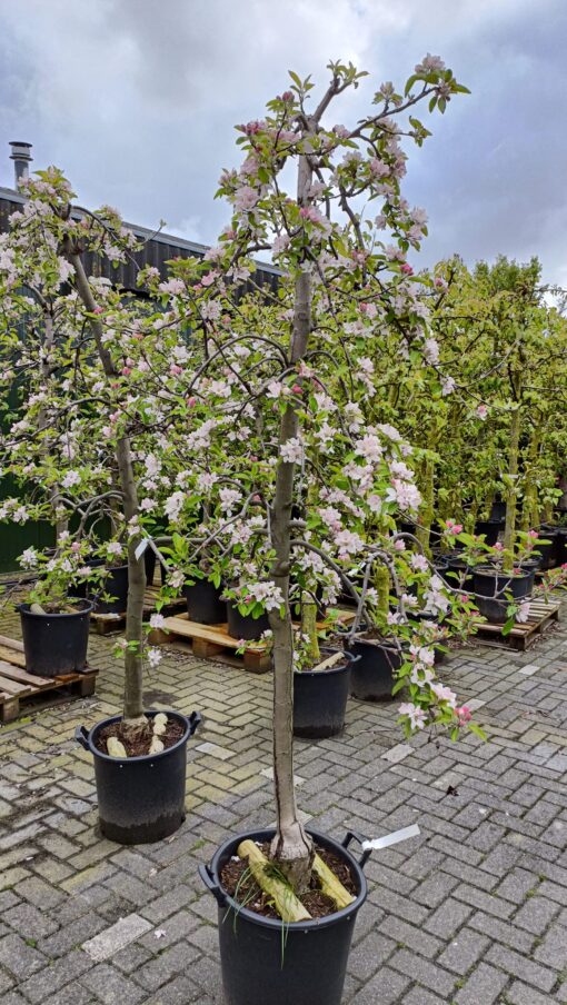 Malus Elstar - Afbeelding 4