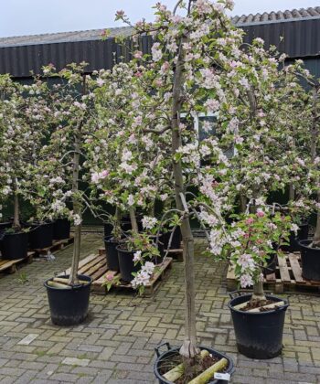 Malus Elstar