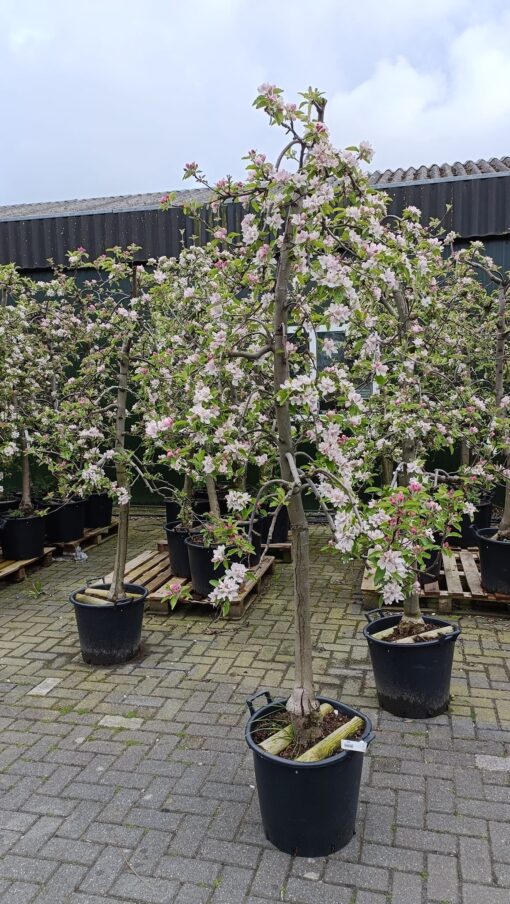 Malus Elstar