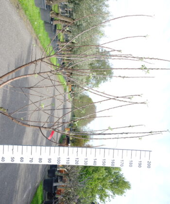 Malus Elstar multistam
