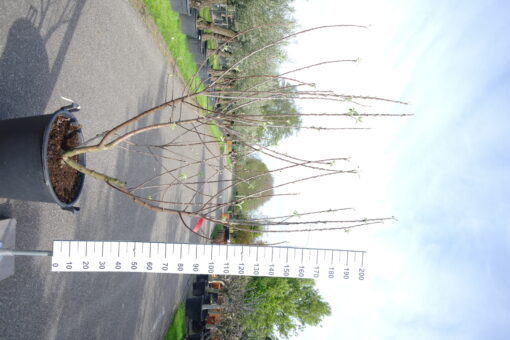 Malus Elstar multistam