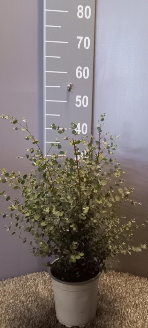 Eucalyptus Gunnii