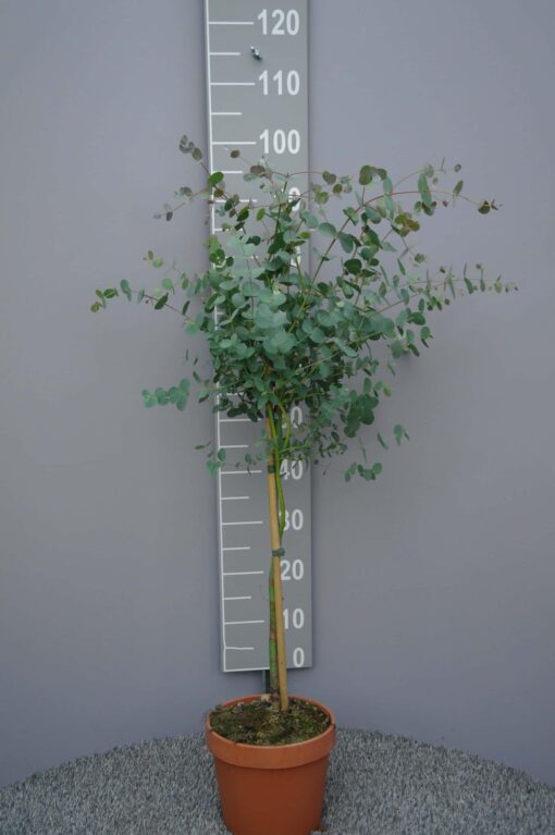 Eucalyptus Gunnii op stam