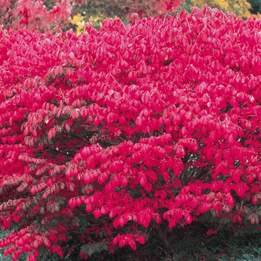 Euonymus Alatus Compactus - Kardinaalshoed - Afbeelding 2