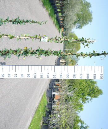 Trachelospermum Jasminoides op stok