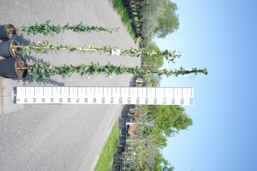 Trachelospermum Jasminoides op stok
