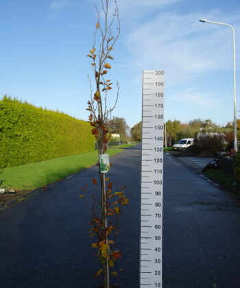 Fagus syl. 'Dawyck Gold'
