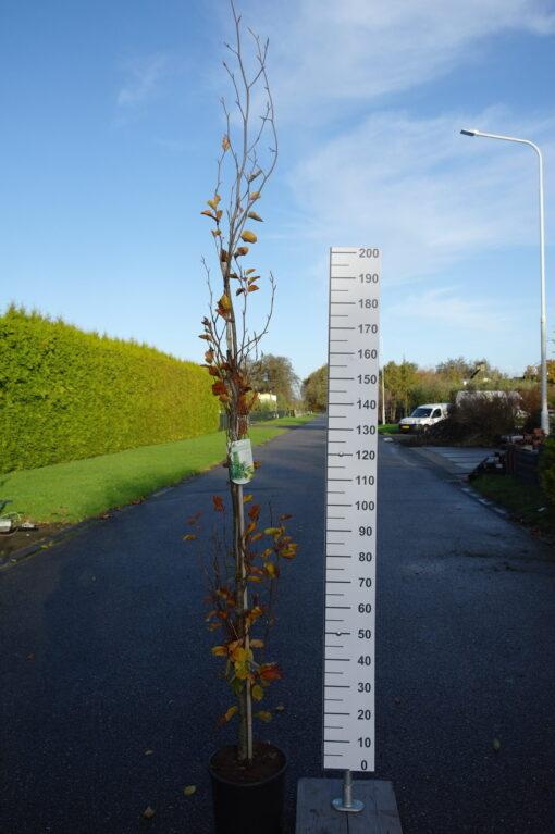 Fagus syl. 'Dawyck Gold'