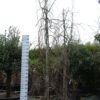 Fagus syl. 'Purpurea Pendula'