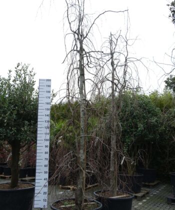 Fagus syl. 'Purpurea Pendula'
